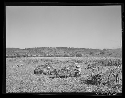 Untitled photo, possibly related to: Guanica, Puerto Rico (vicinity). Hauling a cartload of sugar cane to the loading station