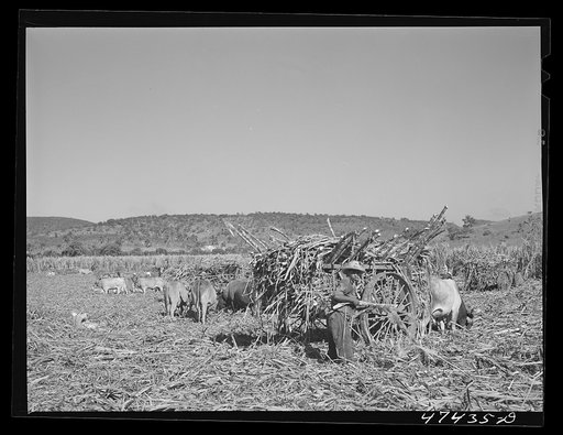 Untitled photo, possibly related to: Guanica, Puerto Rico (vicinity). Hauling a cartload of sugar cane to the loading station