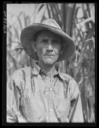 Guanica, Puerto Rico (vicinity). Farm laborer working in a sugar cane field