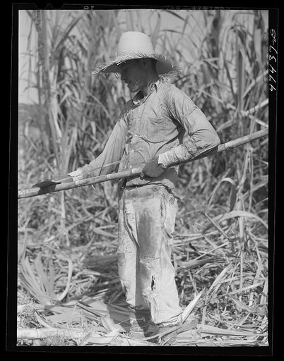 Untitled photo, possibly related to: Guanica, Puerto Rico (vicinity). Most sugar cane cutters take these precautions against the sharp needles found in the cane