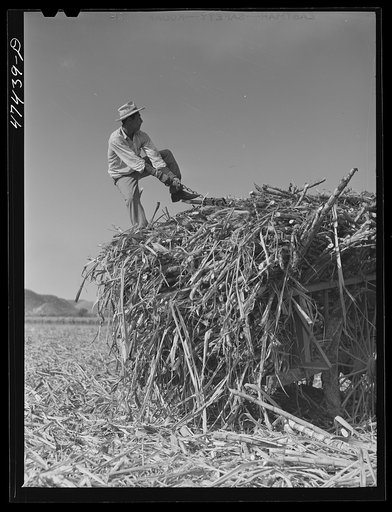 Guanica, Puerto Rico (vicinity). Every ox-cart load of sugar cane must be tied securely with chains so it may be loaded easily into freight cars