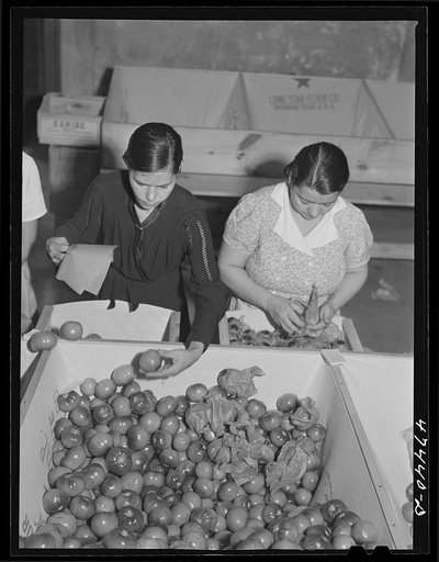 Yauco, Puerto Rico. Sorting and packing tomatoes at the Yauco cooperative tomato growers' association
