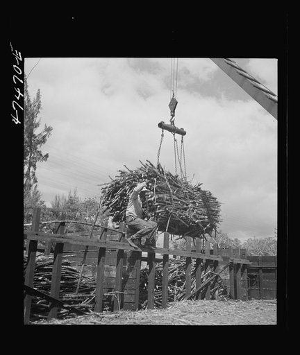 Untitled photo, possibly related to: Guanica, Puerto Rico (vicinity). At the loading station. Here sugar cane is weighed and loaded into freight cars to be shipped to the sugar mill