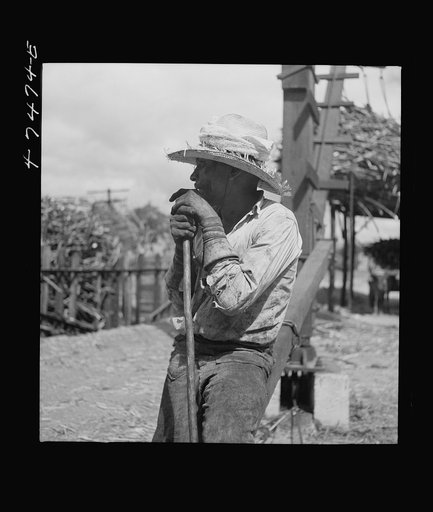 Untitled photo, possibly related to: Guanica, Puerto Rico (vicinity). At the loading station. Here sugar cane is weighed and loaded into freight cars to be shipped to the sugar mill