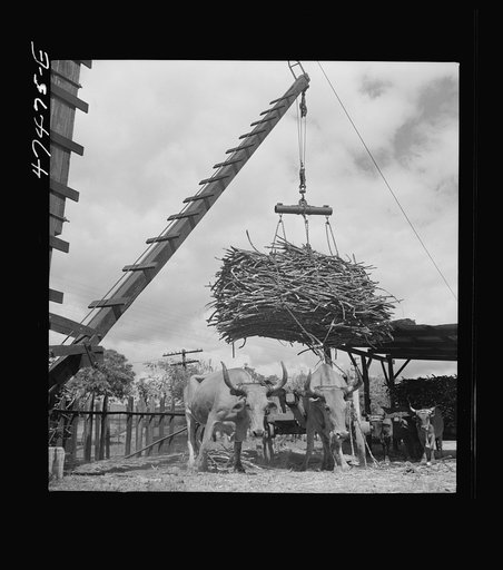 Untitled photo, possibly related to: Guanica, Puerto Rico (vicinity). At the loading station. Here sugar cane is weighed and loaded into freight cars to be shipped to the sugar mill