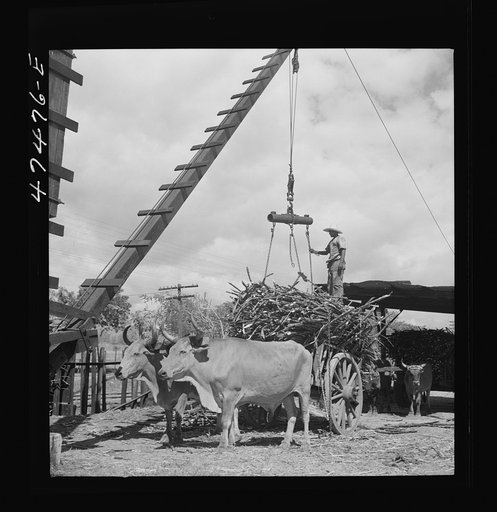 Untitled photo, possibly related to: Guanica, Puerto Rico (vicinity). At the loading station. Here sugar cane is weighed and loaded into freight cars to be shipped to the sugar mill