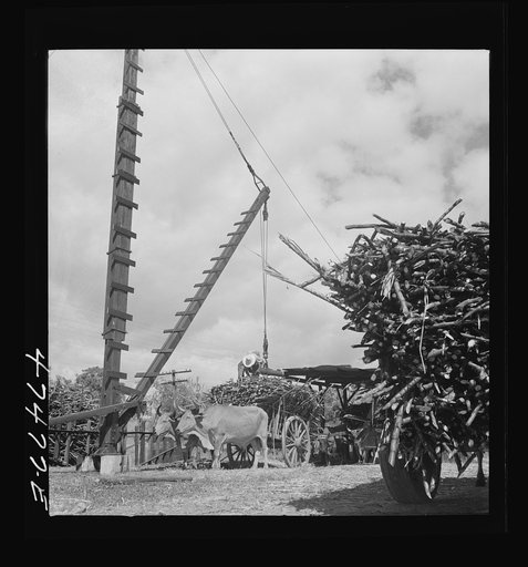 Guanica, Puerto Rico (vicinity). At the loading station. Here sugar cane is weighed and loaded into freight cars to be shipped to the sugar mill