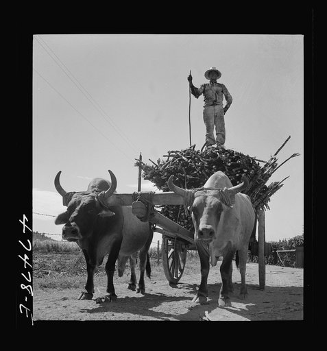 Guanica, Puerto Rico (vicinity). Load of sugar cane on its way to a loading station