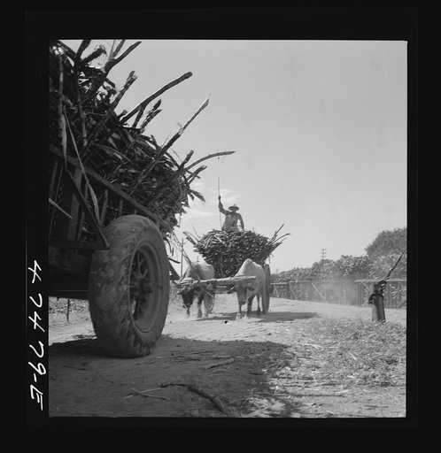 Untitled photo, possibly related to: Guanica, Puerto Rico (vicinity). Cane-laden ox carts waiting to be weighed at the loading station