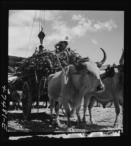Guanica, Puerto Rico (vicinity). At the loading station. Here sugar cane is weighed and loaded into freight cars to be shipped to the sugar mill
