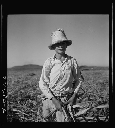 Guanica, Puerto Rico (vicinity). Young boy whose job it is to pick up leftover pieces of sugar cane and stack them in small piles. These are later loaded onto ox carts and carried out with the regular loads