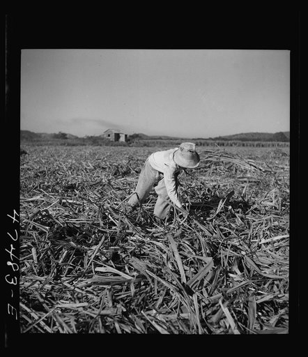 Untitled photo, possibly related to: Guanica, Puerto Rico (vicinity). Young boy whose job it is to pick up leftover pieces of sugar cane and stack them in small piles. These are later loaded onto ox carts and carried out with the regular loads