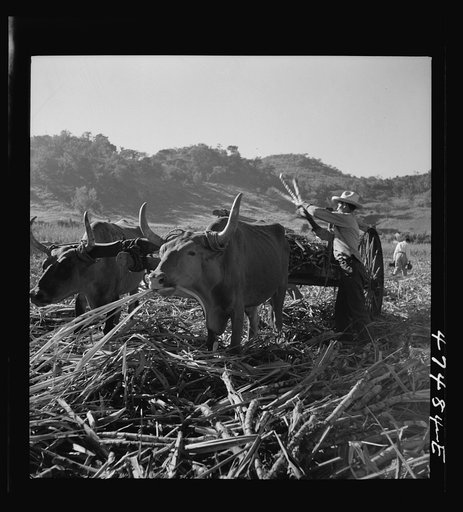 Untitled photo, possibly related to: Guanica, Puerto Rico (vicinity). Cane-laden ox carts waiting to be weighed at the loading station