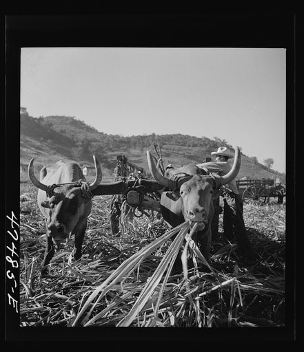 Guanica, Puerto Rico (vicinity). Leaves from tops of the sugar cane stalks make good feed for the oxen