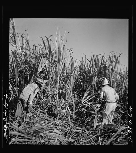 Untitled photo, possibly related to: Guanica (vicinity), Puerto Rico. At about 9:30 in the morning, it is customary for the men in the sugar cane fields to have some coffee