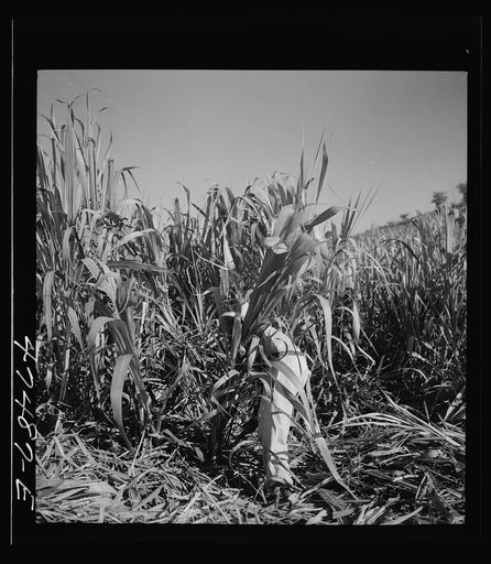 Untitled photo, possibly related to: Guanica (vicinity), Puerto Rico. At about 9:30 in the morning, it is customary for the men in the sugar cane fields to have some coffee