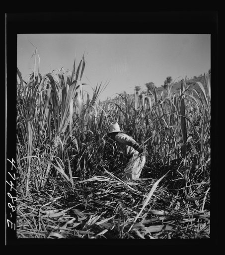 Untitled photo, possibly related to: Guanica (vicinity), Puerto Rico. At about 9:30 in the morning, it is customary for the men in the sugar cane fields to have some coffee