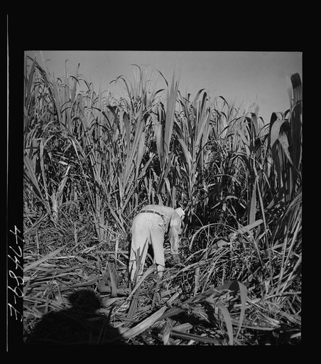 Untitled photo, possibly related to: Guanica (vicinity), Puerto Rico. At about 9:30 in the morning, it is customary for the men in the sugar cane fields to have some coffee