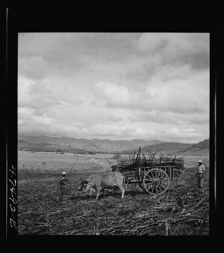 Guanica, Puerto Rico (vicinity). Harvesting sugar cane in a burned field. Burning the cane gets rid of the dense leaves and makes cutting the unharmed stalks easier