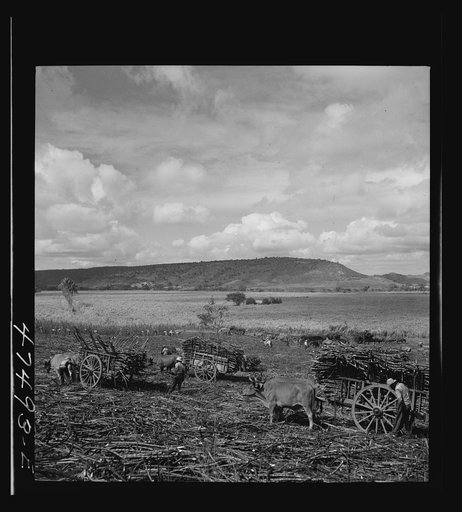 Guanica, Puerto Rico (vicinity). Harvesting sugar cane in a burned field. Burning the cane gets rid of the dense leaves and makes cutting the unharmed stalks easier