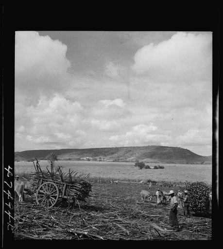 Untitled photo, possibly related to: Guanica, Puerto Rico (vicinity). Harvesting sugar cane in a burned field. Burning the cane gets rid of the dense leaves and makes cutting the unharmed stalks easier