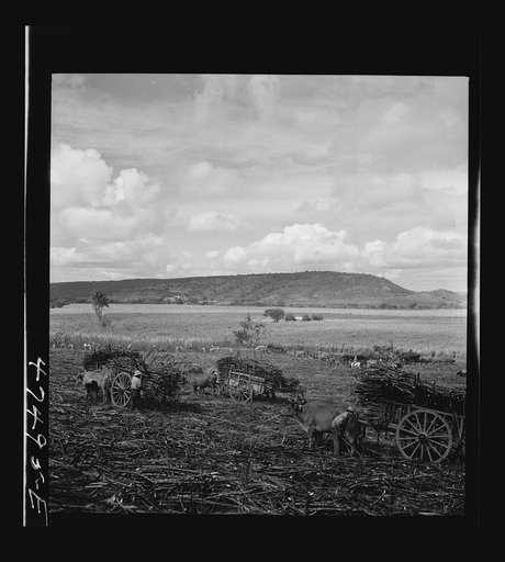 Guanica, Puerto Rico (vicinity). Harvesting sugar cane in a burned field. Burning the cane gets rid of the dense leaves and makes cutting the unharmed stalks easier