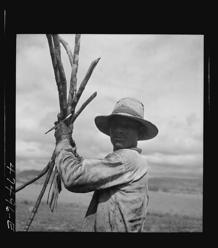 Guanica, Puerto Rico (vicinity). Farm laborer working in a field harvesting burned sugar cane