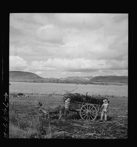 Untitled photo, possibly related to: Guanica, Puerto Rico (vicinity). Harvesting sugar cane in a burned field. Burning the cane gets rid of the dense leaves and makes cutting the unharmed stalks easier