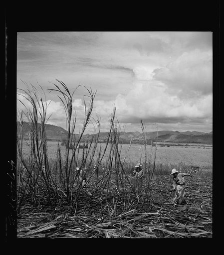 Untitled photo, possibly related to: Guanica, Puerto Rico (vicinity). Harvesting sugarcane in a burned field. Burning the sugar cane gets rid of the dense leaves and makes cutting the unharmed stalks easier