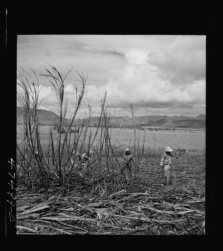 Untitled photo, possibly related to: Guanica, Puerto Rico (vicinity). Harvesting sugarcane in a burned field. Burning the sugar cane gets rid of the dense leaves and makes cutting the unharmed stalks easier
