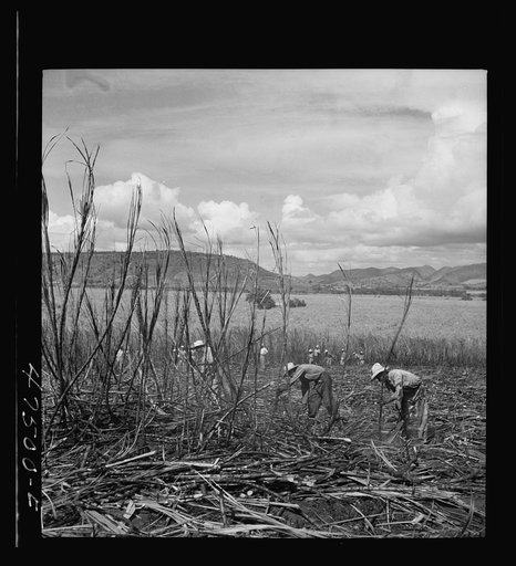 Guanica, Puerto Rico (vicinity). Harvesting sugarcane in a burned field. Burning the sugar cane gets rid of the dense leaves and makes cutting the unharmed stalks easier