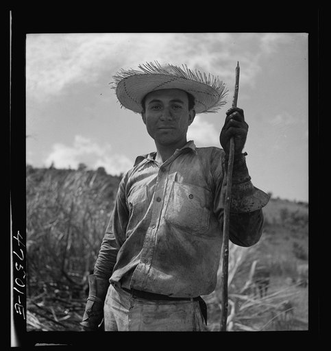 Guanica, Puerto Rico (vicinity). Ox cart driver who has been working in a burned sugar cane field
