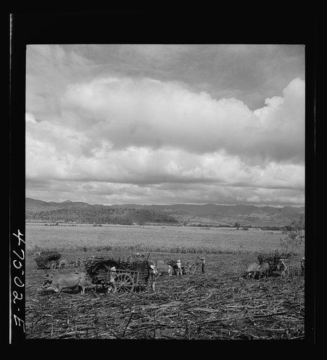 Guanica, Puerto Rico (vicinity). Harvesting sugar cane in a burned field.  Burning the sugar cane gets rid of the dense leaves and makes cutting the unharmed stalks easier