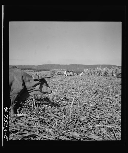 Untitled photo, possibly related to: Guanica, Puerto Rico (vicinity). Harvesting sugar cane in a burned field. Burning the cane gets rid of the dense leaves and makes cutting the unharmed stalks easier