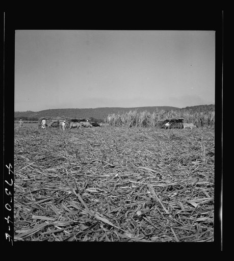 Untitled photo, possibly related to: Guanica, Puerto Rico (vicinity). Harvesting sugar cane in a burned field. Burning the cane gets rid of the dense leaves and makes cutting the unharmed stalks easier