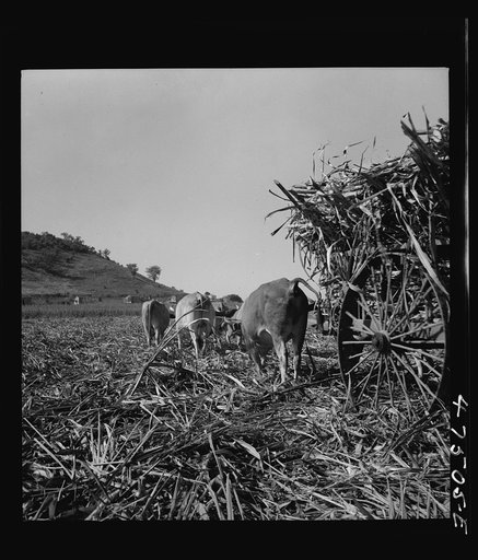 Untitled photo, possibly related to: Guanica, Puerto Rico (vicinity). Cane-laden ox carts waiting to be weighed at the loading station