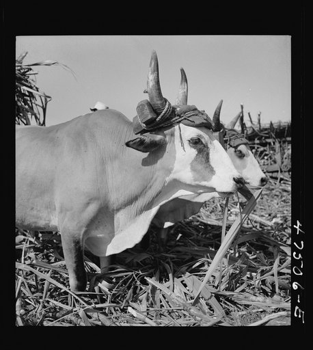 Guanica, Puerto Rico (vicinity). "Zebu type" oxen used in the sugar cane fields