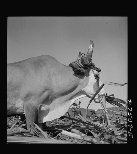 Untitled photo, possibly related to: Guanica, Puerto Rico (vicinity). "Zebu type" oxen used in the sugar cane fields