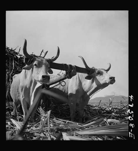Untitled photo, possibly related to: Guanica, Puerto Rico (vicinity). "Zebu type" oxen used in the sugar cane fields