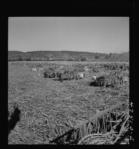 Untitled photo, possibly related to: Guanica, Puerto Rico (vicinity). Harvesting sugar cane in a burned field.  Burning the sugar cane gets rid of the dense leaves and makes cutting the unharmed stalks easier