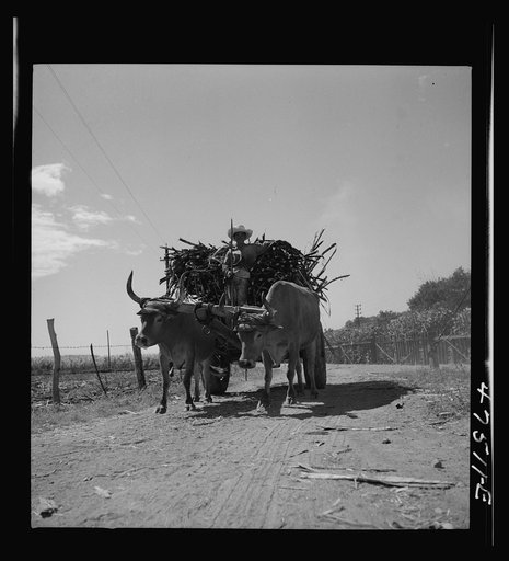 Untitled photo, possibly related to: Guanica, Puerto Rico (vicinity). Load of sugar cane on its way to a loading station