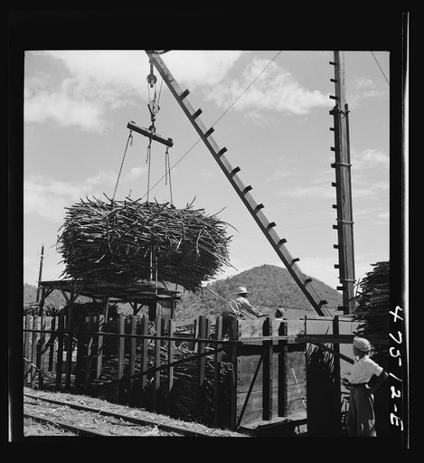 Guanica, Puerto Rico (vicinity). Loading sugar cane into freight cars at the loading station