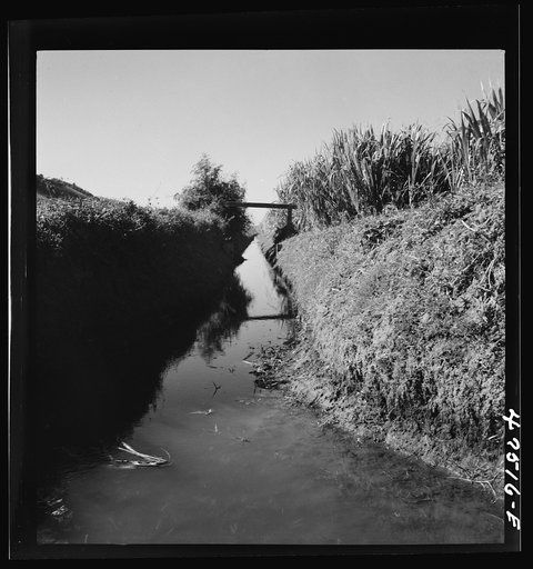 Untitled photo, possibly related to: Guanica, Puerto Rico (vicinity). Irrigation ditch in a sugar cane field