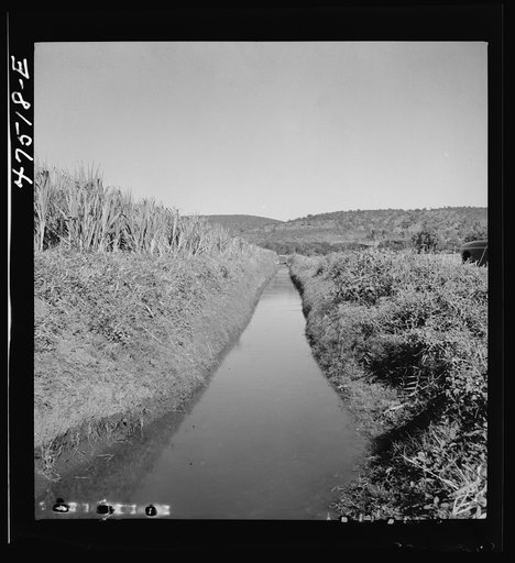Guanica, Puerto Rico (vicinity). Irrigation ditch in a sugar cane field