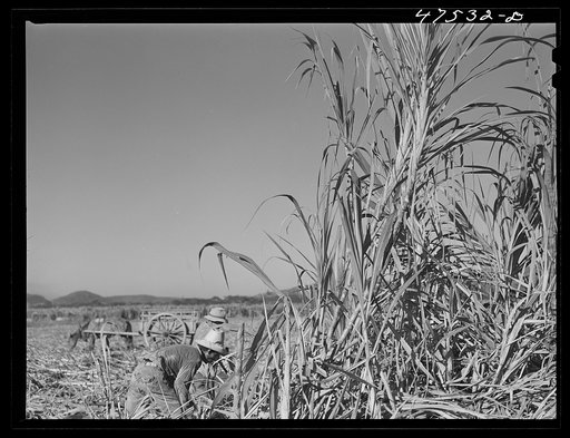 Untitled photo, possibly related to: Guanica, Puerto Rico (vicinity). Cutting sugar cane in the rich sugar area