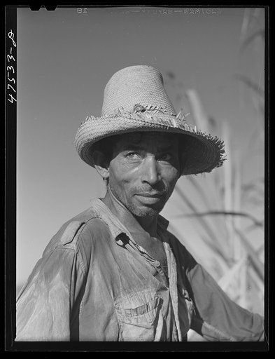 Guanica, Puerto Rico (vicinity). Farm laborer employed in cutting sugar cane at one dollar and fifty-one cents per day