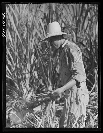 Untitled photo, possibly related to: Guanica, Puerto Rico (vicinity). Cutting sugar cane in the rich sugar area