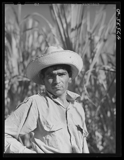 Guanica, Puerto Rico (vicinity). Farm laborer employed in cutting sugar cane at one dollar and fifty-one cents per day
