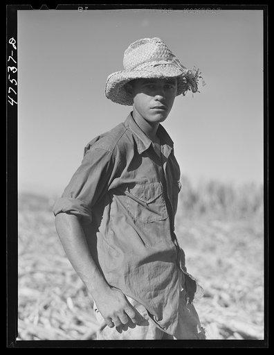 Guanica, Puerto Rico (vicinity). Young laborer employed in sugar cane fields