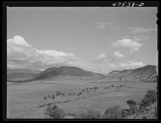 Untitled photo, possibly related to: Guanica, Puerto Rico (vicinity). Sugar cane fields